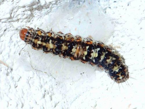 Réf. 207 891 : Utetheisa pulchelloides